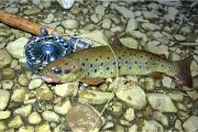 Fly, Brown trout 