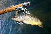 Fly, Brown trout 