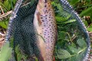 Float, Brown trout 