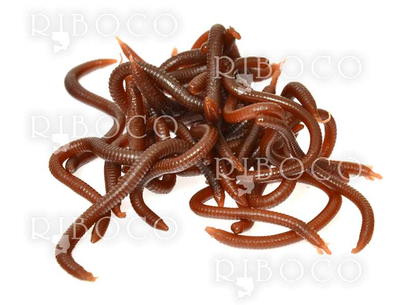 Изкуствени червеи Baohua Lure