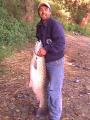 Heavy, 	Grass carp 