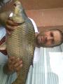 Heavy, Common carp 