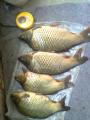 Heavy, Common carp 