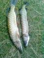 Float, 	Northern pike