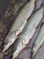 Other, 	Northern pike