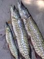 Other, 	Northern pike