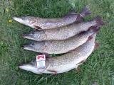 Other, 	Northern pike