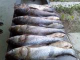 Heavy, Silver carp