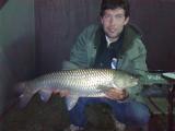 Carp, 	Grass carp 