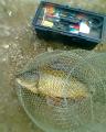 Heavy, Common carp 