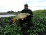 Heavy, Common carp 