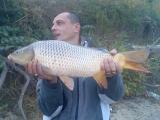 Carp, Common carp 