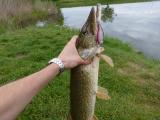 Spinning, 	Northern pike