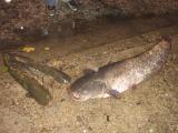 Clonk, Wels catfish