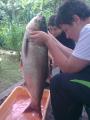 Heavy, 	Bighead carp 