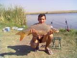 Heavy, Common carp 