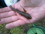 Float, Brown goby