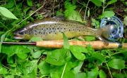 Fly, Brown trout 