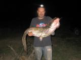 Heavy, Wels catfish