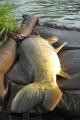 Carp, Common carp 