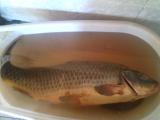 Heavy, Common carp 