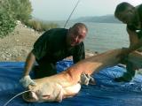 Other, Wels catfish