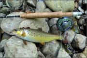 Fly, Brown trout 