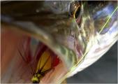 Fly, 	Northern pike