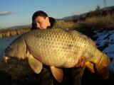 Carp, Common carp 