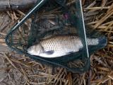 Float, European Chub