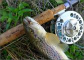 Fly, Brown trout 