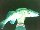 Heavy, Pike-perch 
