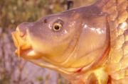 Float, Common carp 
