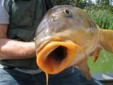Heavy, Common carp 