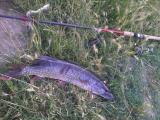 Spinning, 	Northern pike