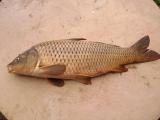 Heavy, Common carp 