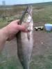 Heavy, Pike-perch 