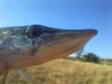 Float, 	Northern pike