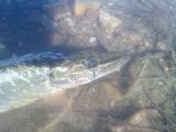 Float, 	Northern pike