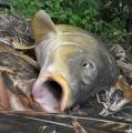 Float, Common carp 