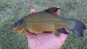 Float, Tench 