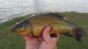Float, Tench 