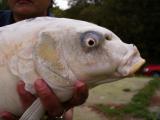 Long Pole, Common carp 