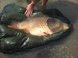 Carp, Common carp 