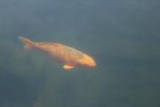 Other, Common carp 
