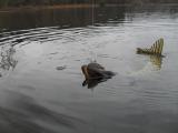Trolling, 	Northern pike