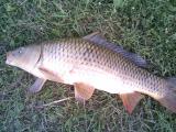 Heavy, Common carp 
