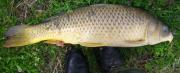 Feeder, 	Grass carp 