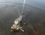 Trolling, 	Northern pike