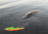 Trolling, 	Northern pike